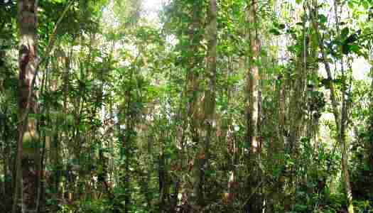 chiriqui_forest